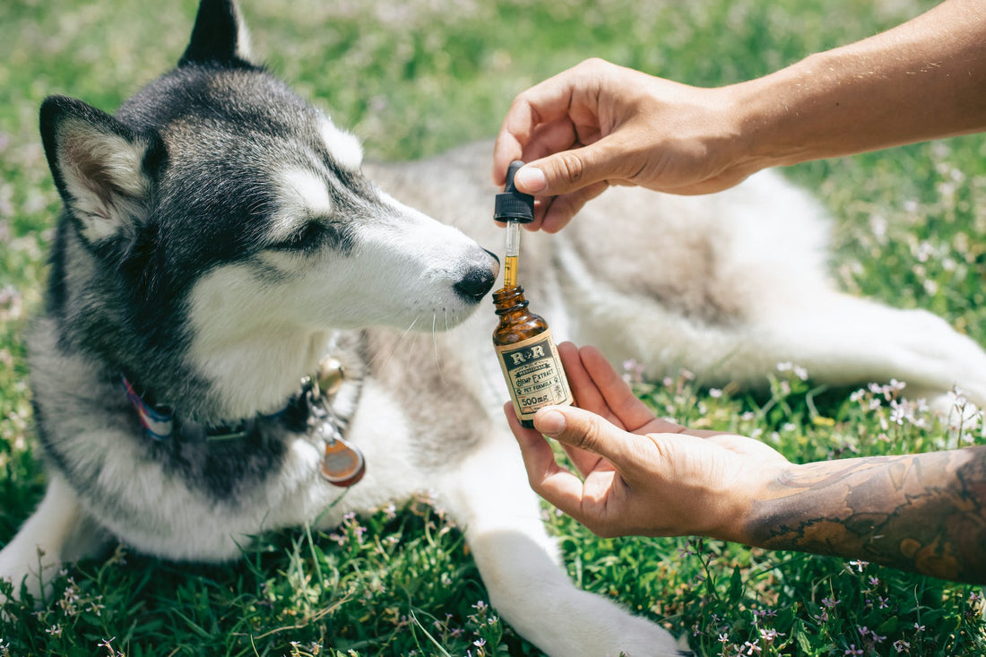 Top 10 Hemp-Based Pet Products You Need to Try Today