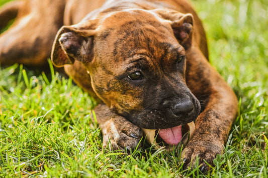 Healthy and Nutritious: How Hemp-Based Treats Can Improve Your Dog's Diet